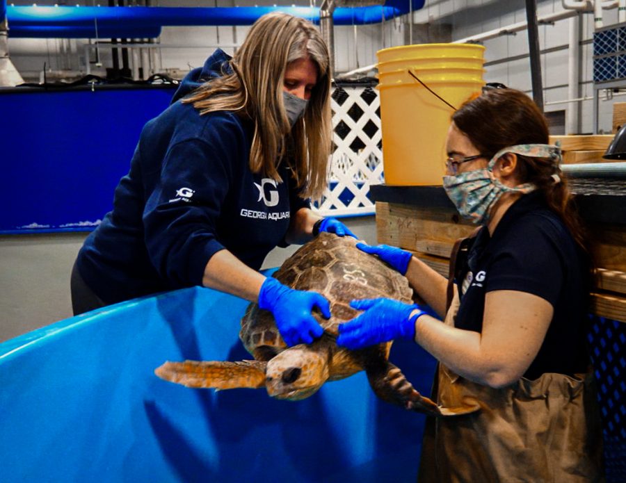 Photo credit: Georgia Aquarium newsroom website
